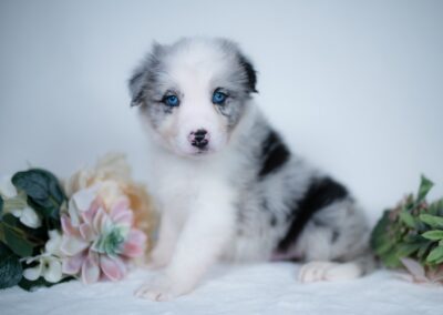 Reserved | Cookies & Cream | Blue Merle Male Border Collie Puppy | Congratulations & Thank You to Qiang Z. of Philadelphia, Pennsylvania