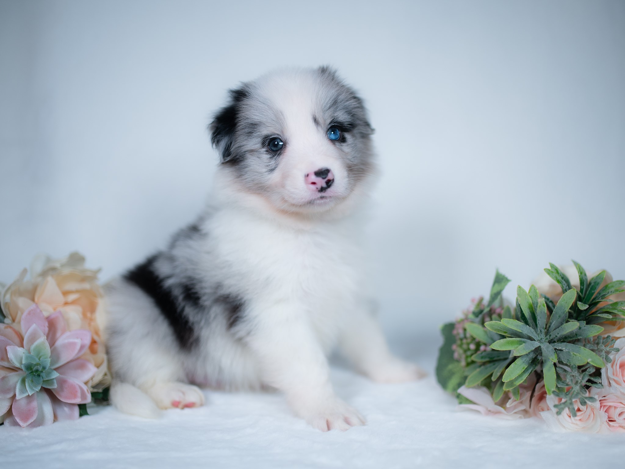Blue merle Border Collie puppy for sale in Missouri.