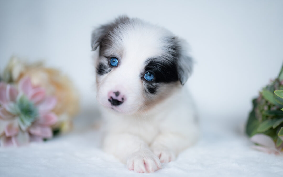 Reserved | Vanilla Bean | Blue Merle Female Border Collie Puppy | Congratulations & Thank You to Linda F. of Dayton, Ohio | Repeat 2J 2K Border Collie Puppy Owner