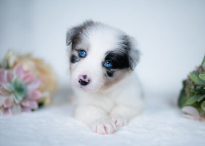 Reserved | Vanilla Bean | Blue Merle Female Border Collie Puppy | Congratulations & Thank You to Linda F. of Dayton, Ohio | Repeat 2J 2K Border Collie Puppy Owner