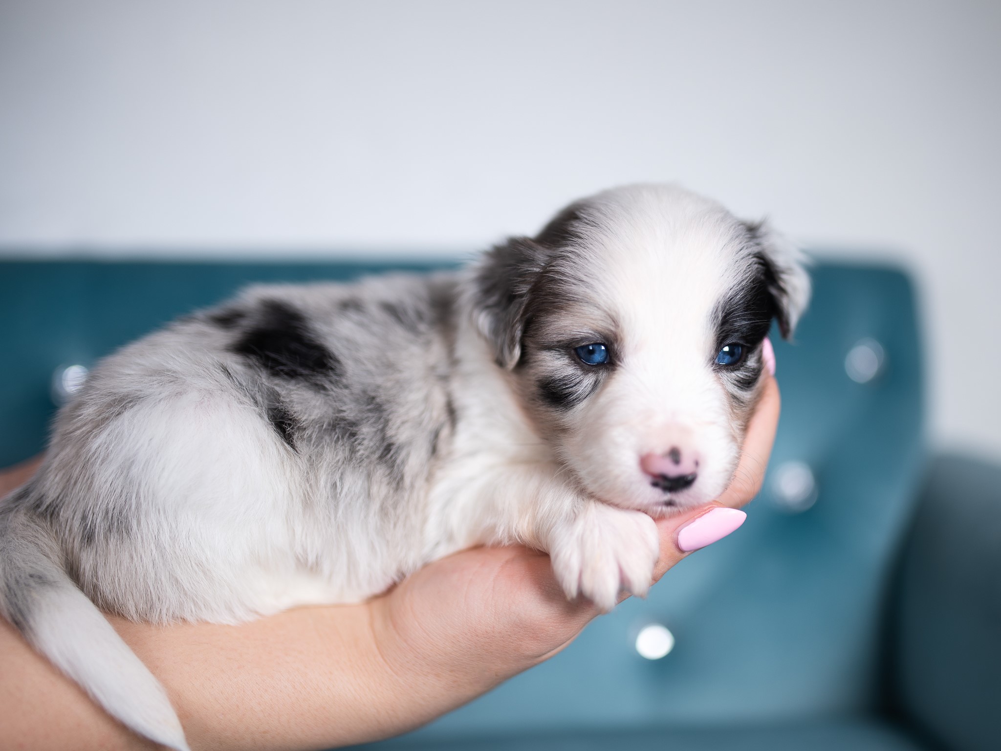 Blue merle female Border Collie puppy for sale.