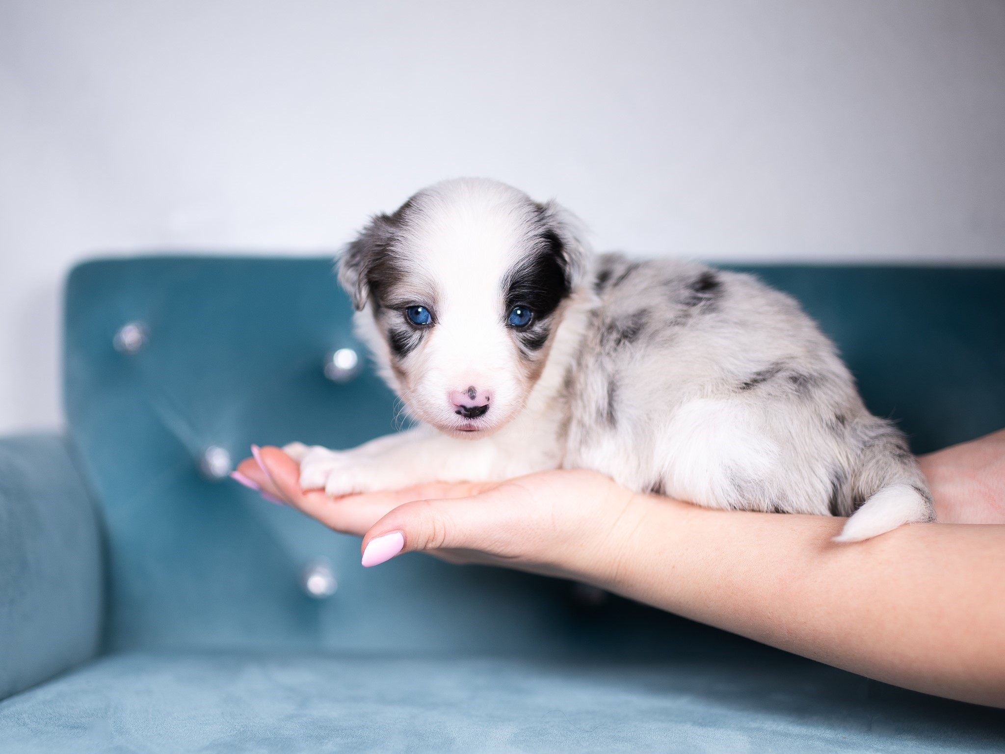 Blue merle female Border Collie puppy for sale.