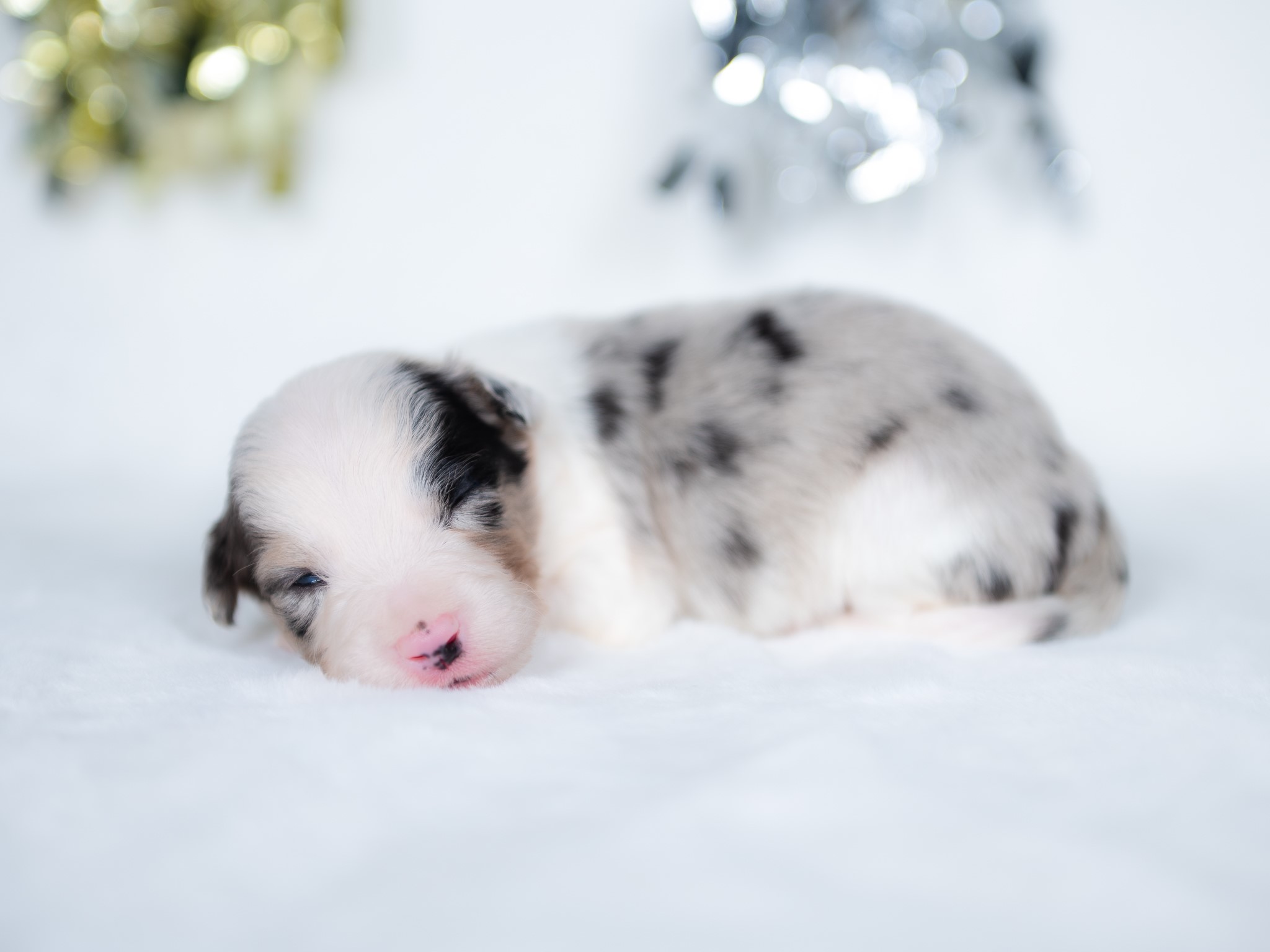 Blue merle Border Collie puppy for sale.