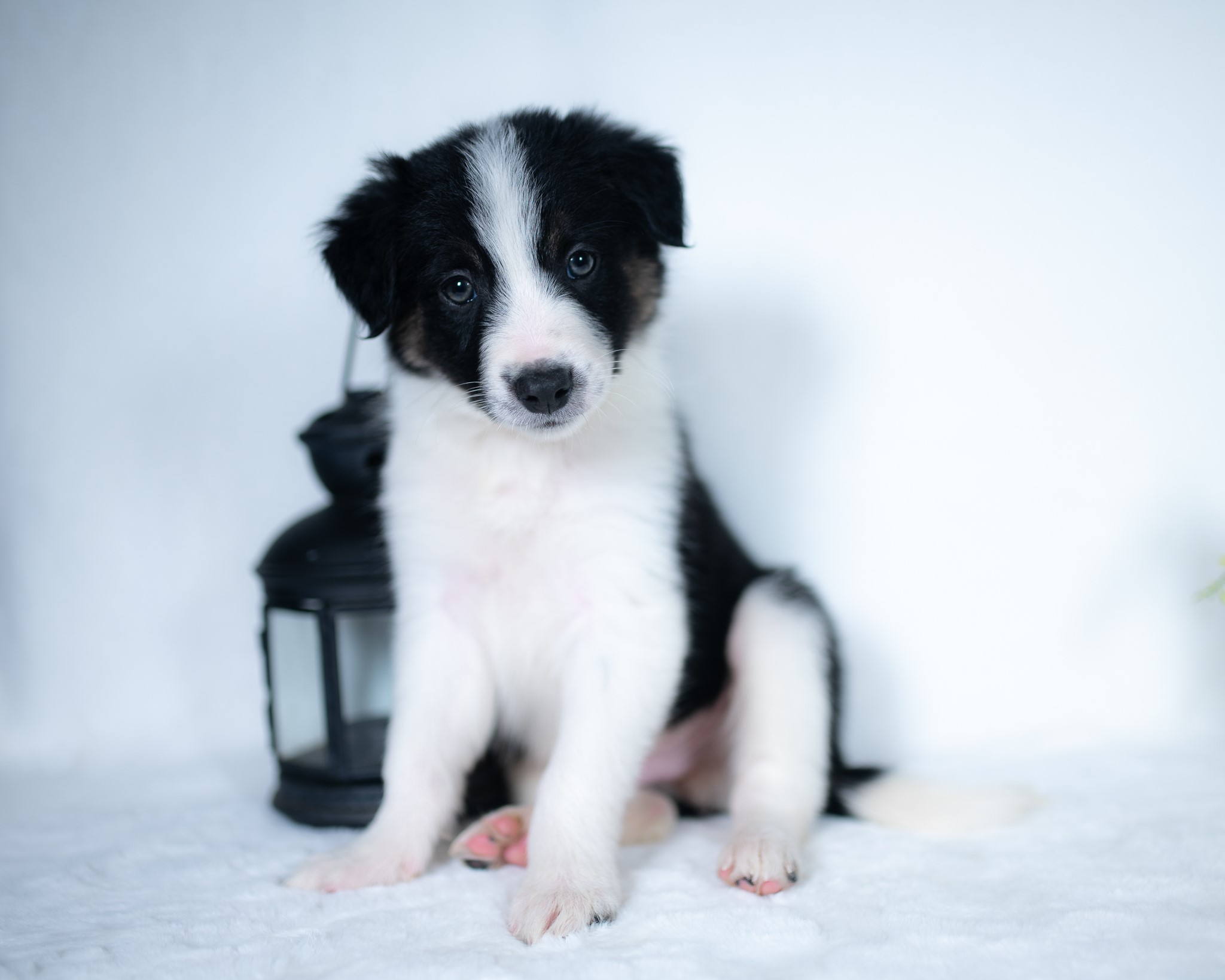 Border Collie puppies for sale.