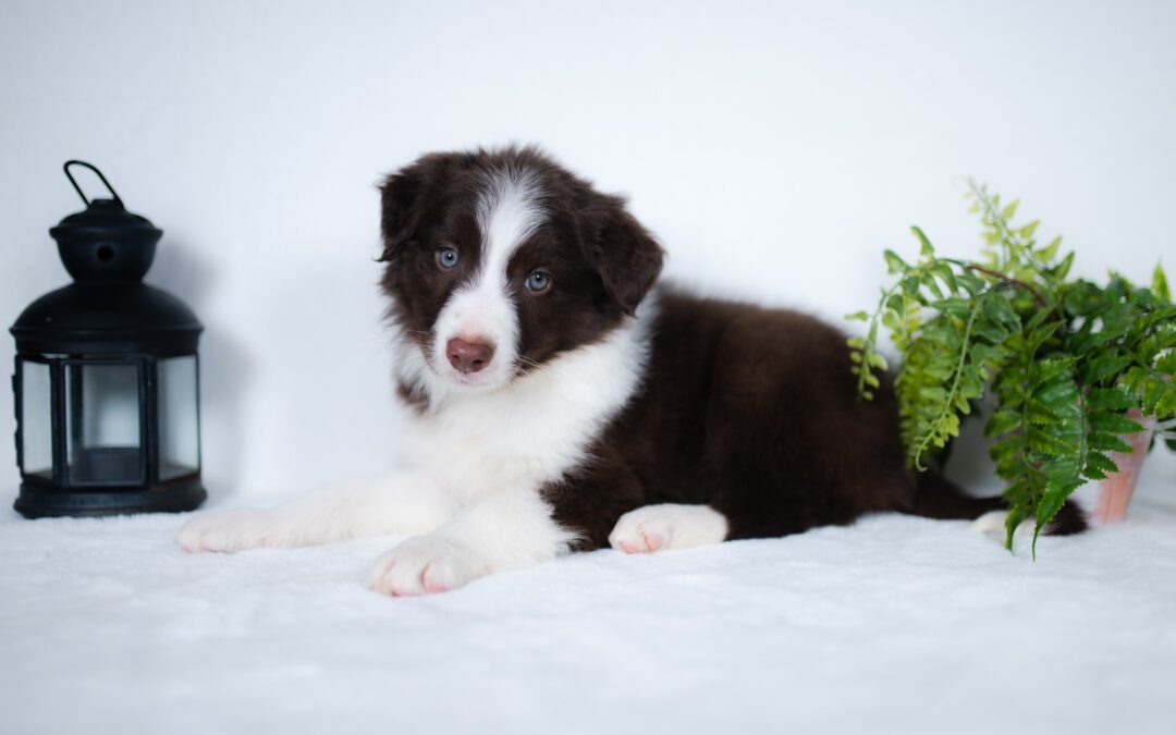Reserved | Kayce | Red & White Male Border Collie Puppy | Congratulations & Thank You to Cindy D. West Peoria, Illinois