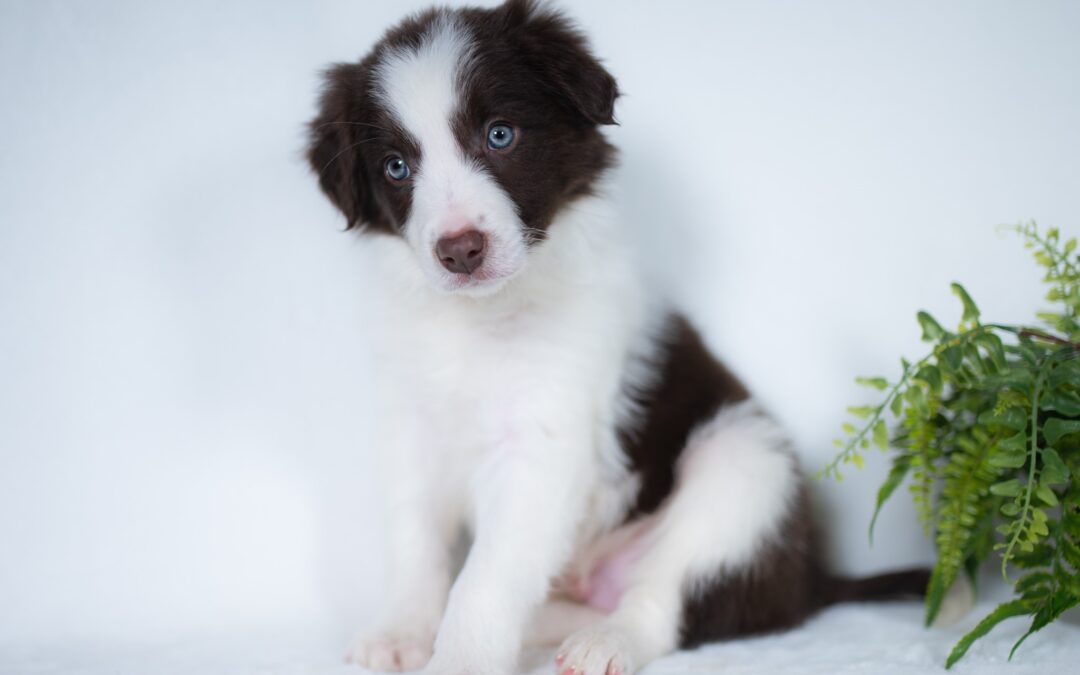 Reserved | Dutton | Red & White Male Border Collie Puppy | Congratulations & Thank You to Allison C. of Omaha, Nebraska