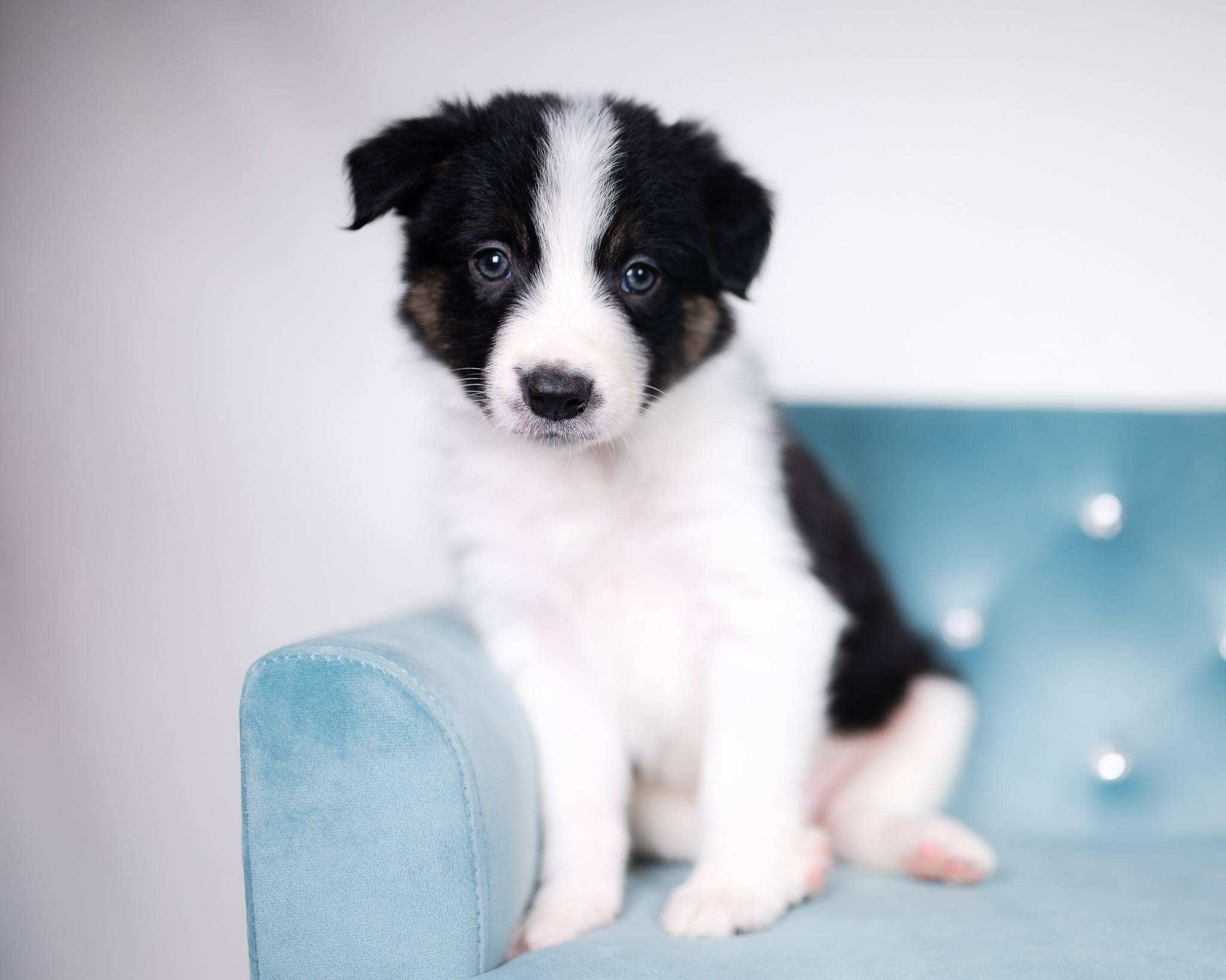 Border Collie puppies for sale.