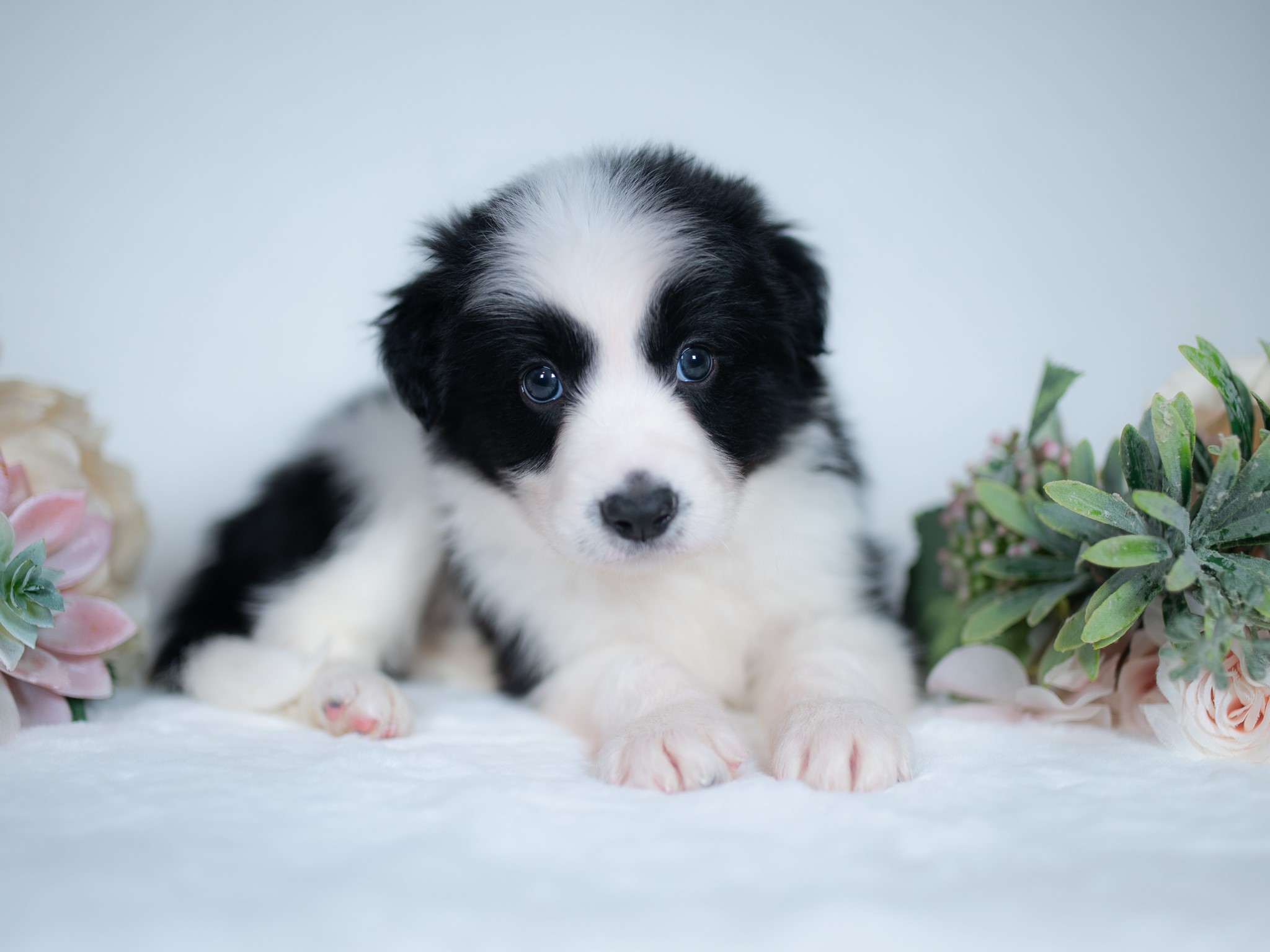 Border Collie puppy for sale in Alabama.