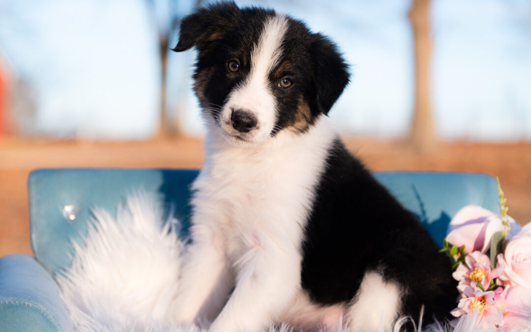 Rip | Black & White Tri Male Border Collie Puppy