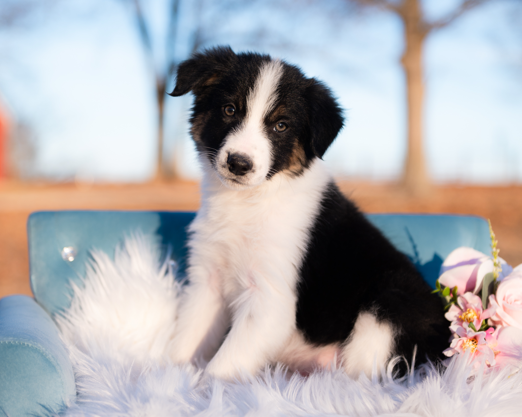 Border Collie puppy for sale in Arizona.