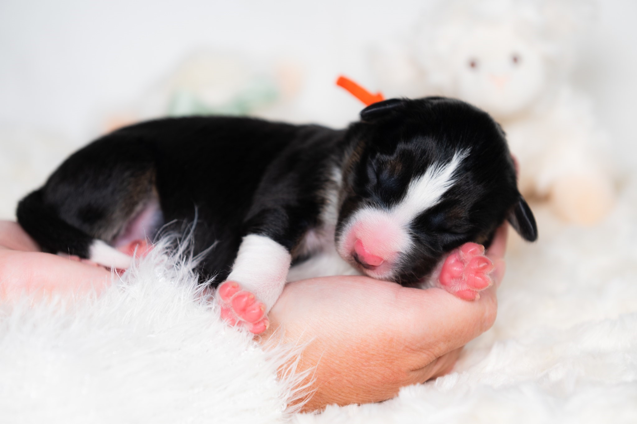 Border Collie puppy for sale in Miami.