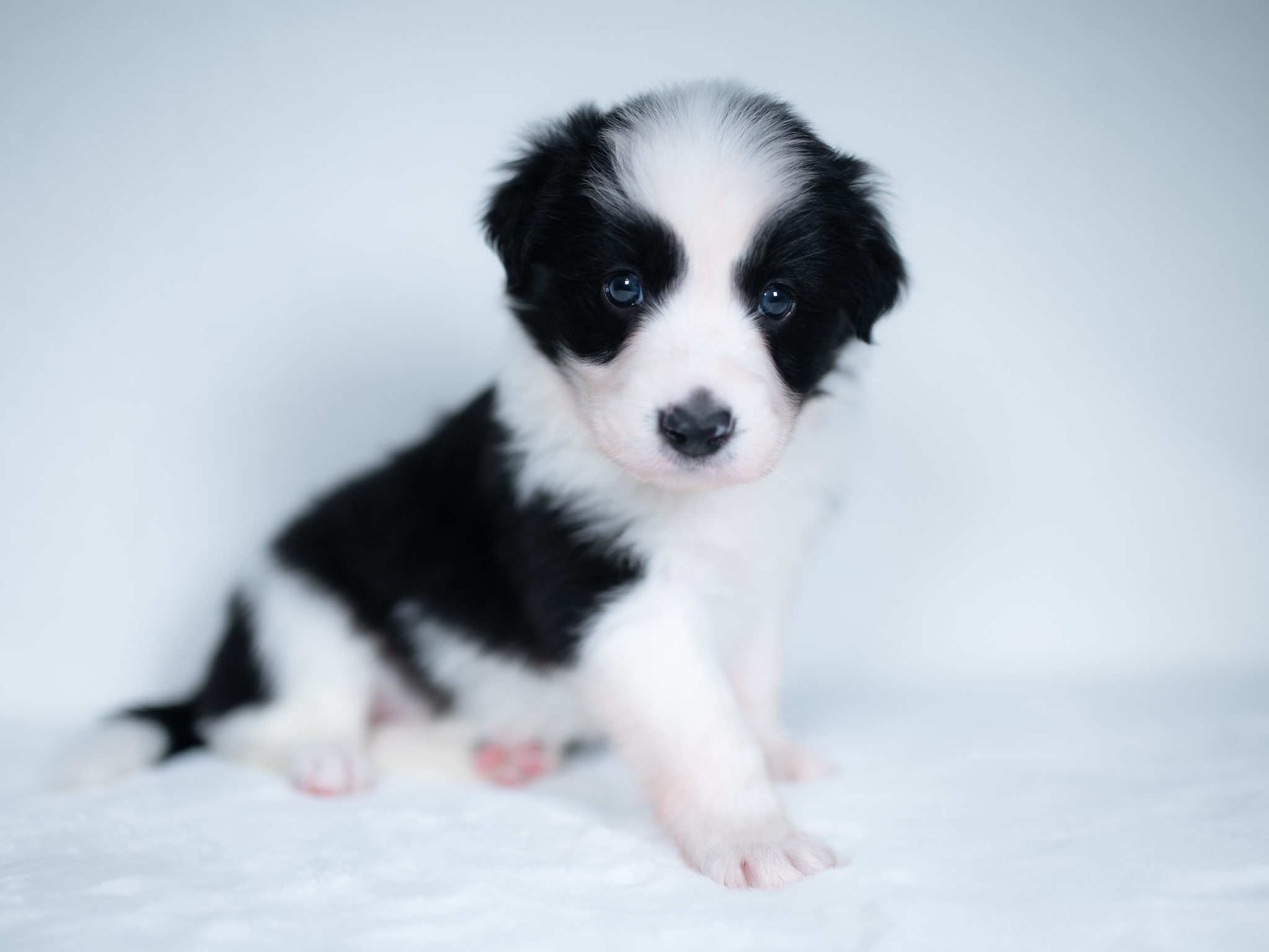 Border Collie puppy for sale in New York.