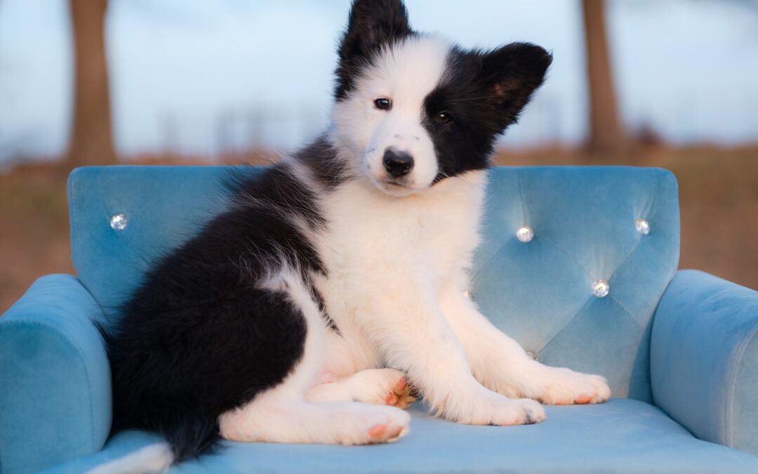 Reserved | Rocky Road | Black & White Male Border Collie Puppy | Congratulations & Thank You to Mary P. of Ortonville, Michigan
