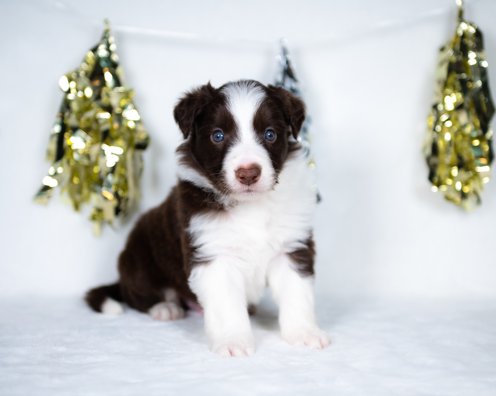 Border Collie puppy for sale near me.