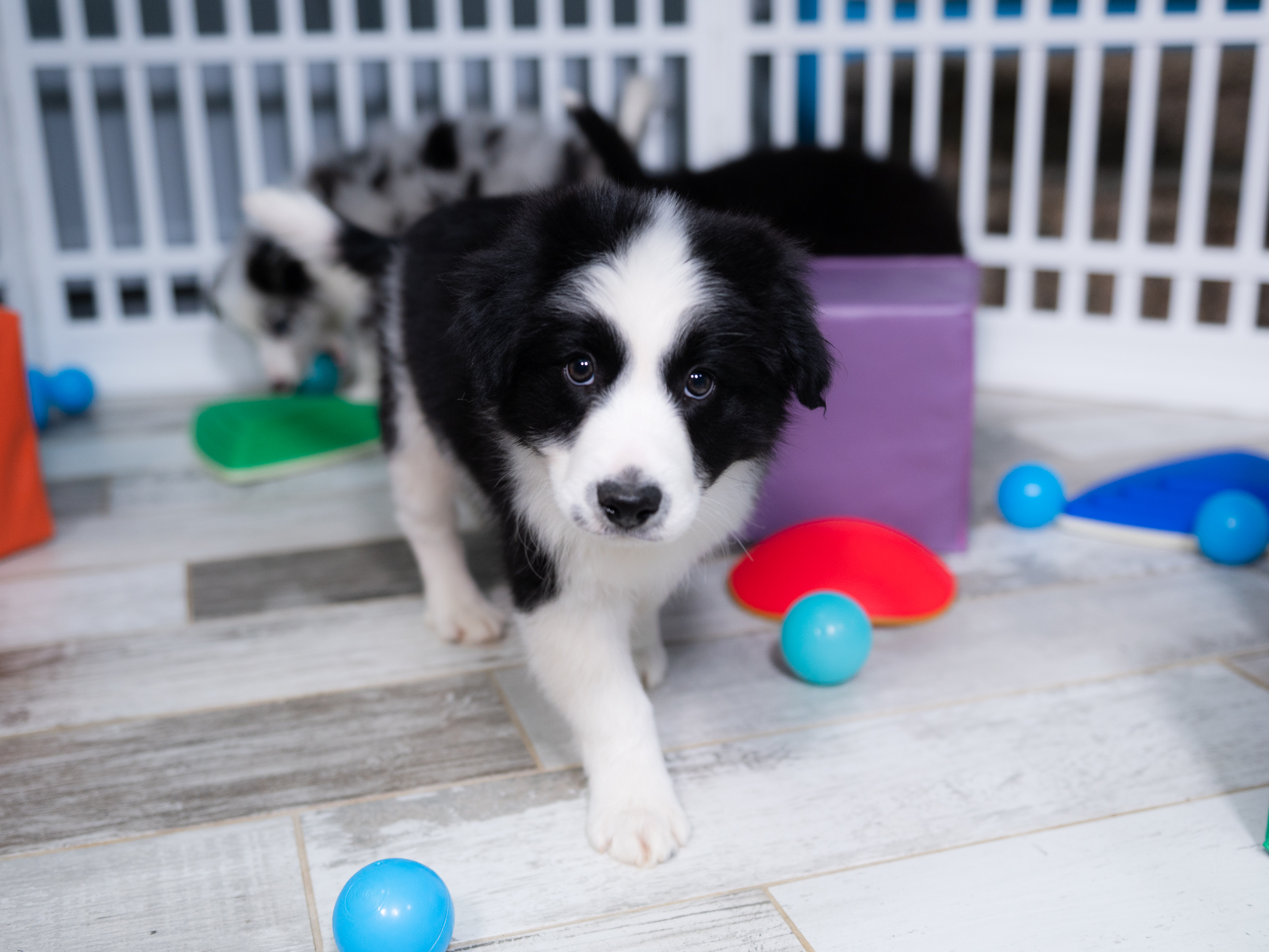 Border Collie puppy for sale near me.
