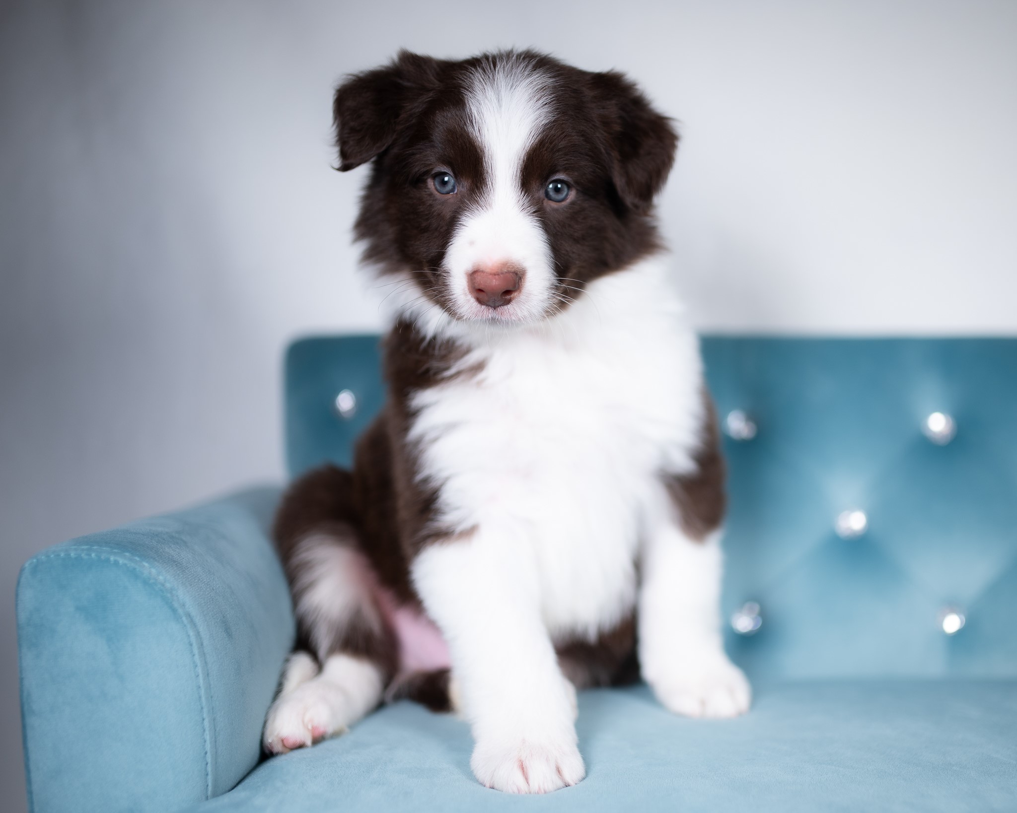 Red Border Collie puppy for sale near me.