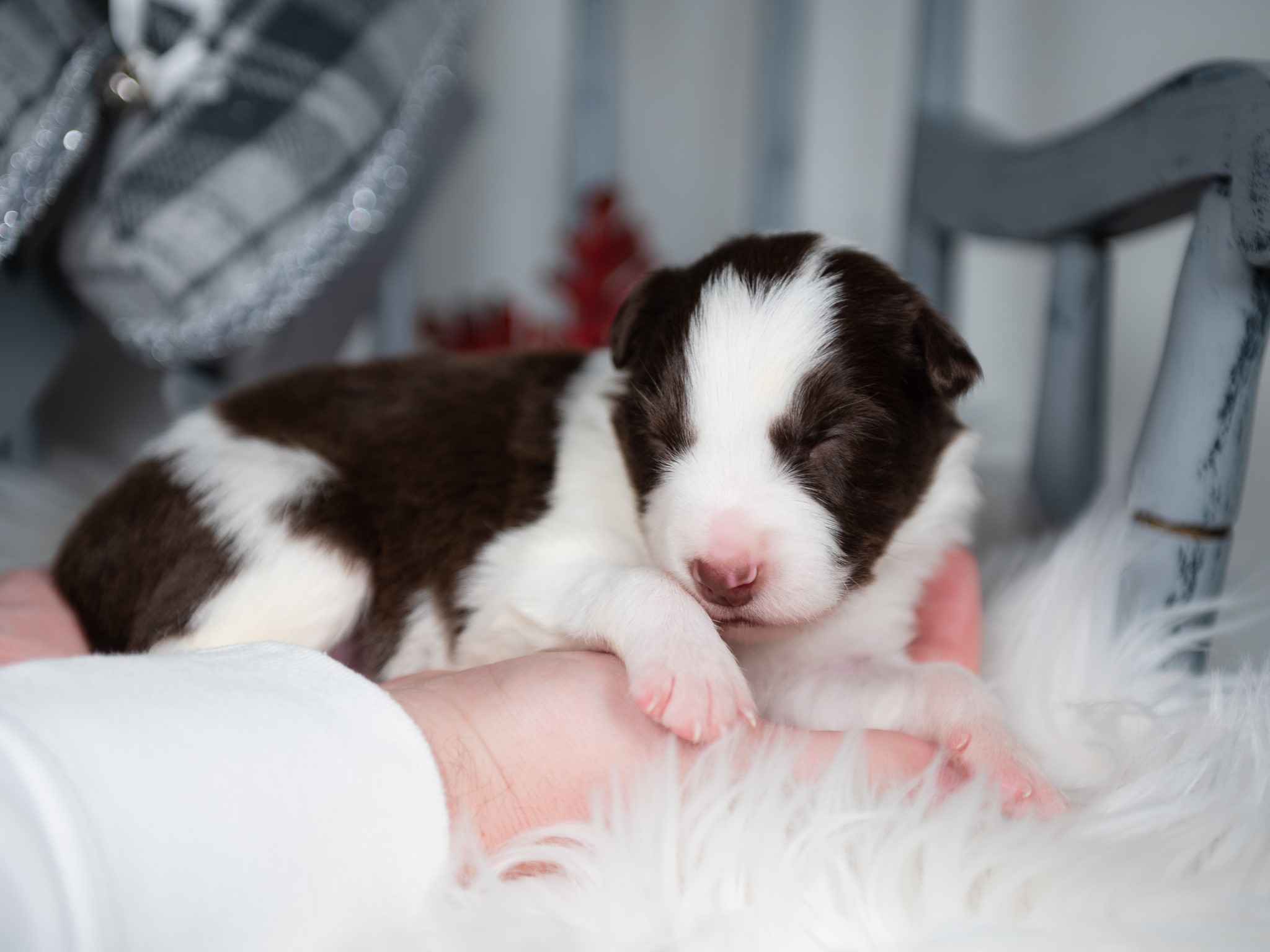 Red and white Border Collie puppy for sale in Orlando.