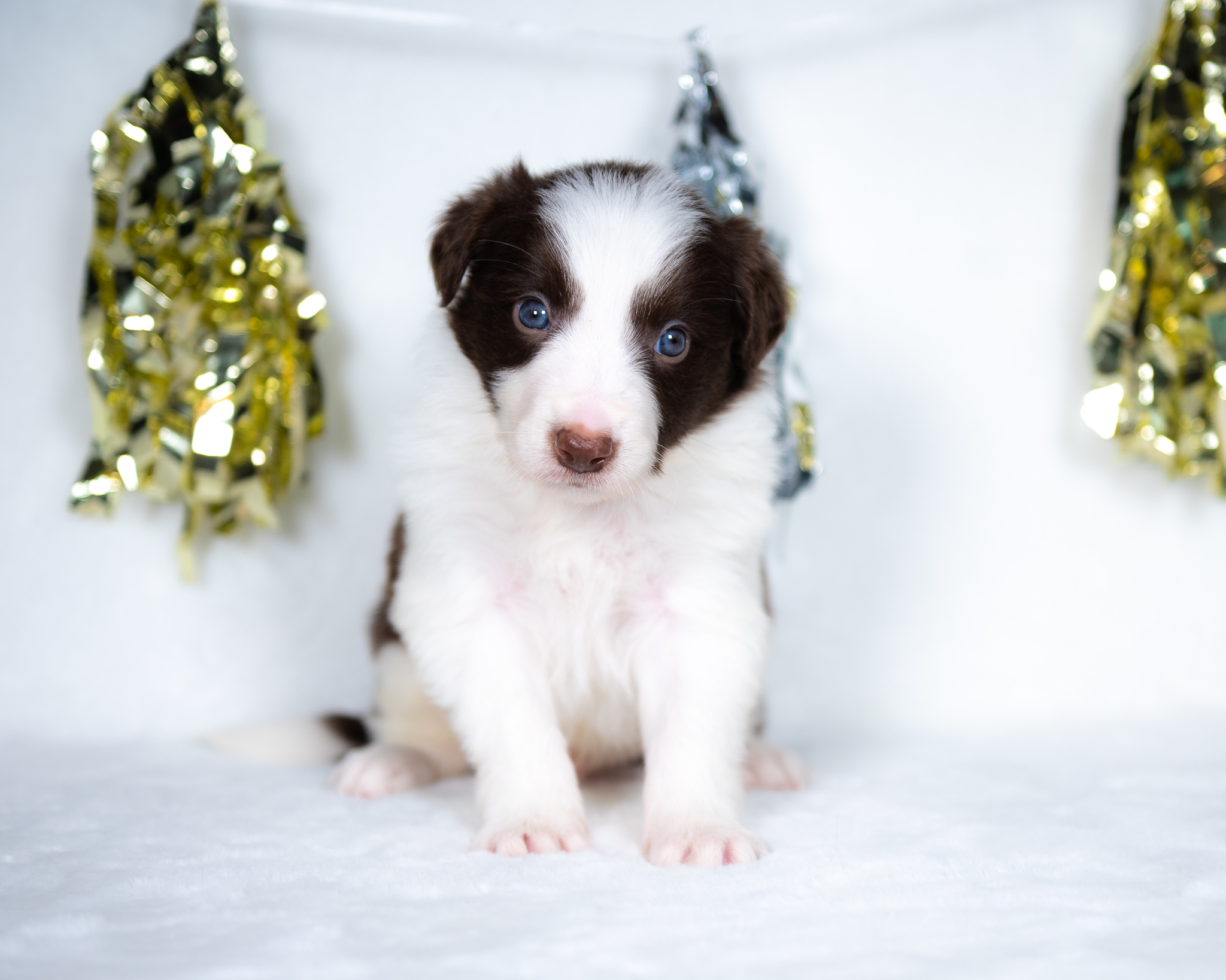 Red and white Border Collie puppy for sale in Orlando.