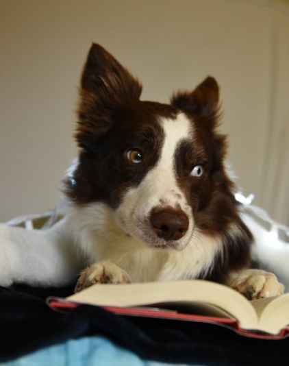 Red and white male Border Collie.
