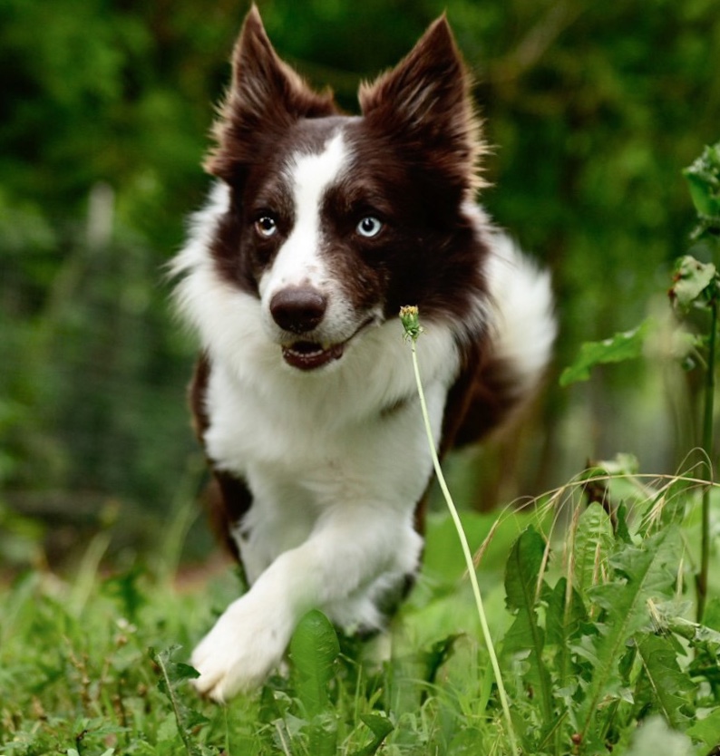 Red and white male Border Collie.