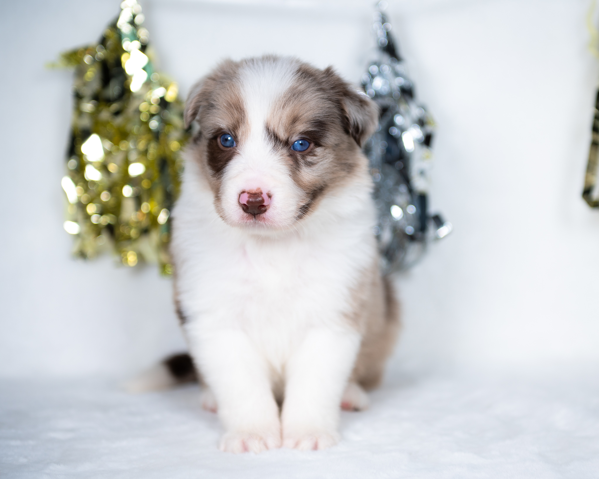 Red merle Border Collie for sale in Florida.