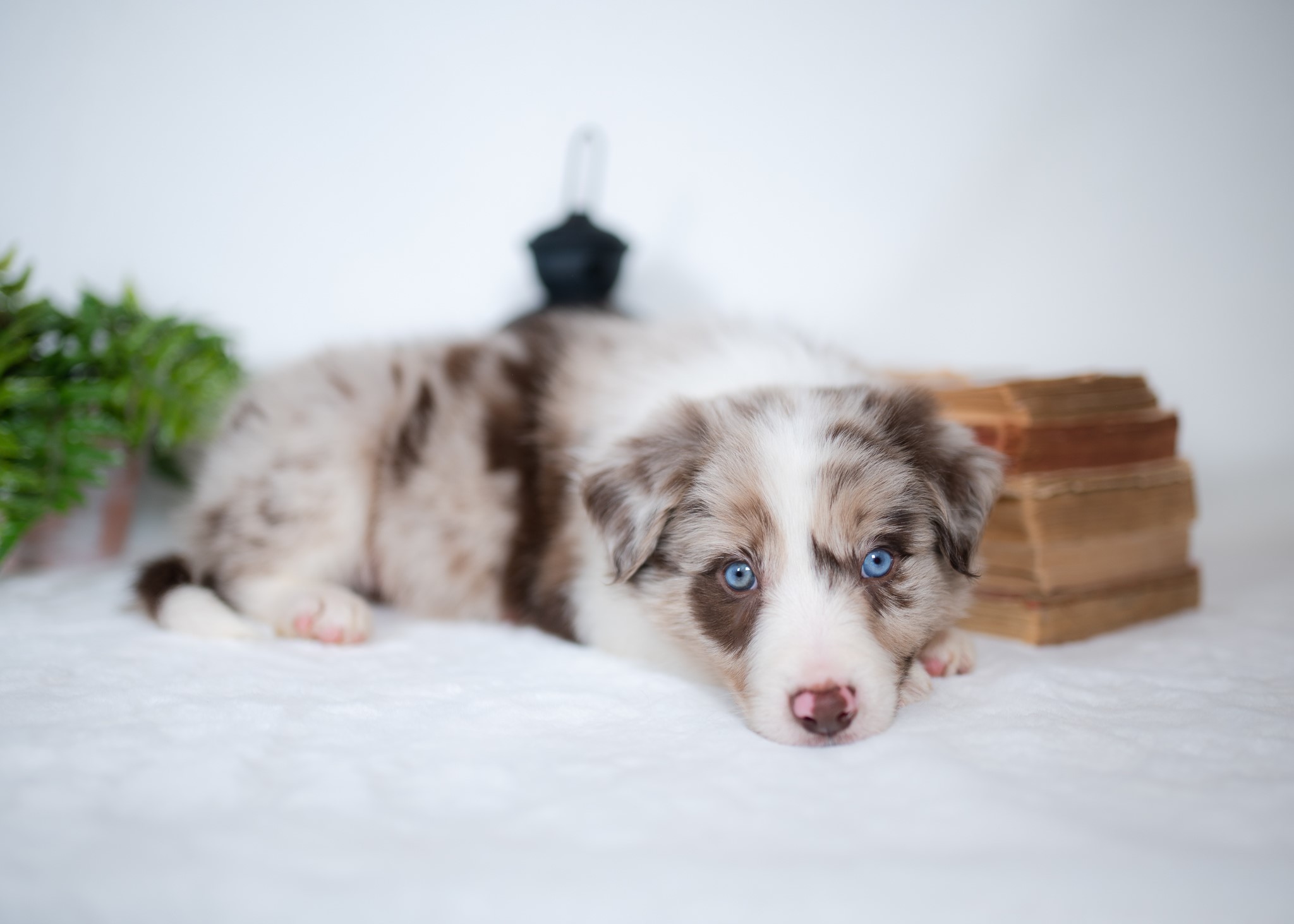 Red merle Border Collie puppy for sale (2)