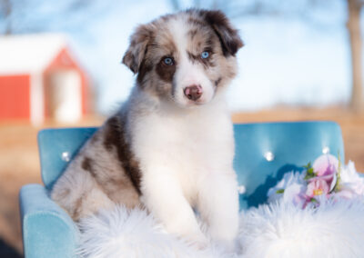 Reserved | Lloyd | Red Merle Male Border Collie Puppy | Congratulations & Thank You to Nicholas M. of Mora, New Mexico
