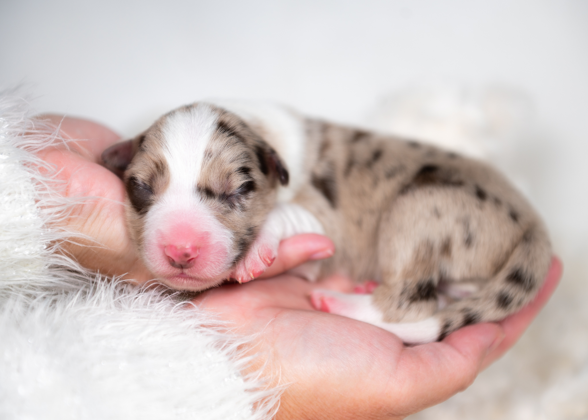 Red merle male Border Collie puppy for sale in Texas.