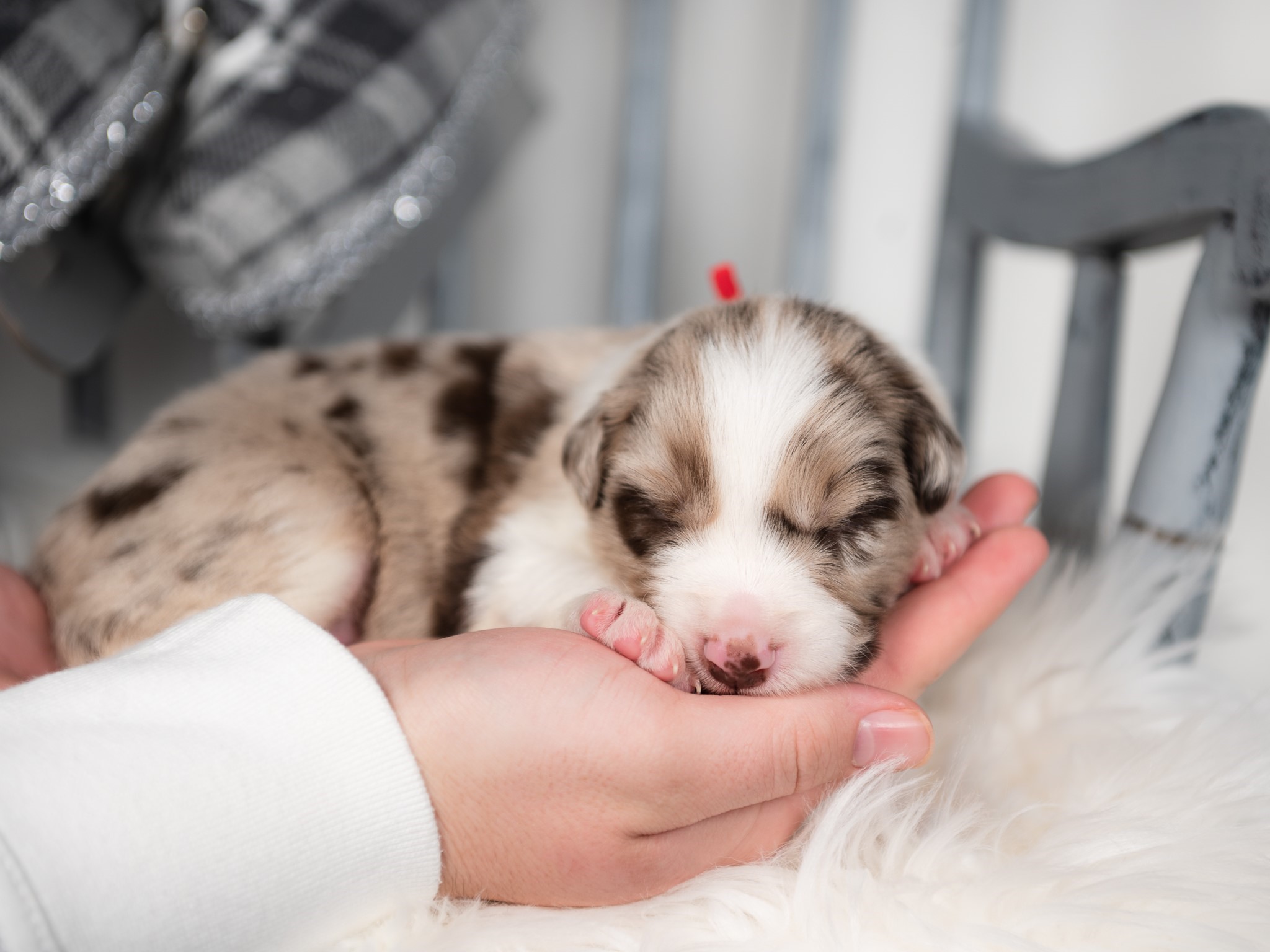 Red merle male Border Collie puppy for sale in Texas.
