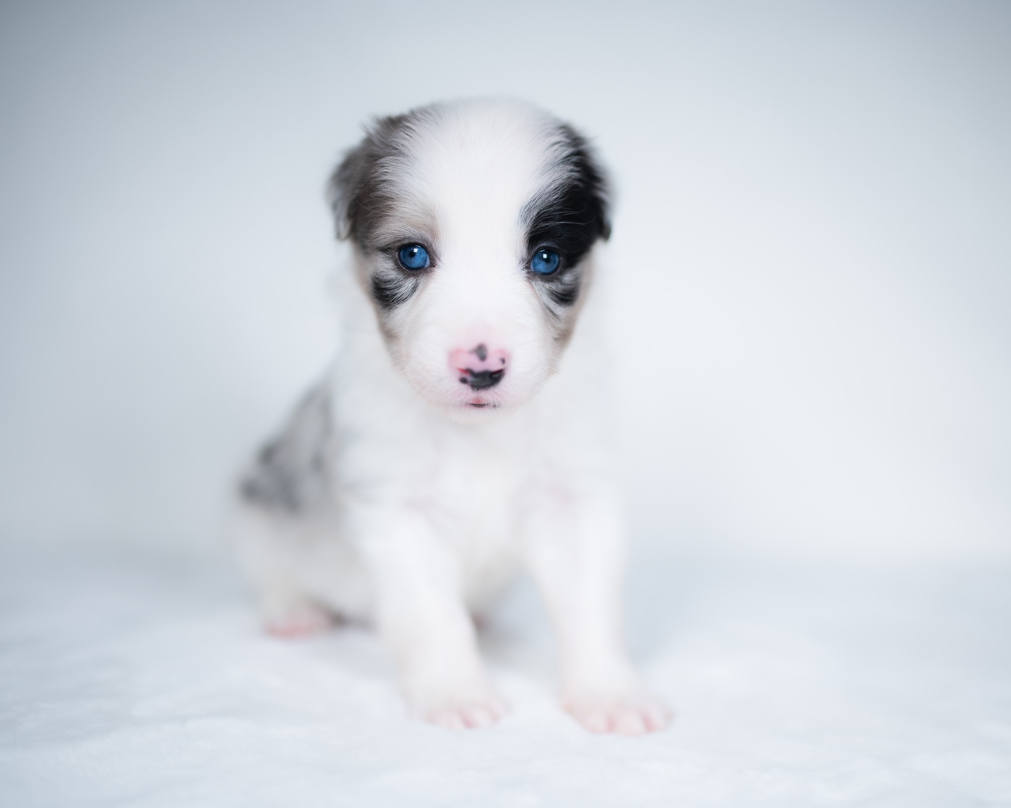Blue merle Border Collie puppy for sale in Ohio.