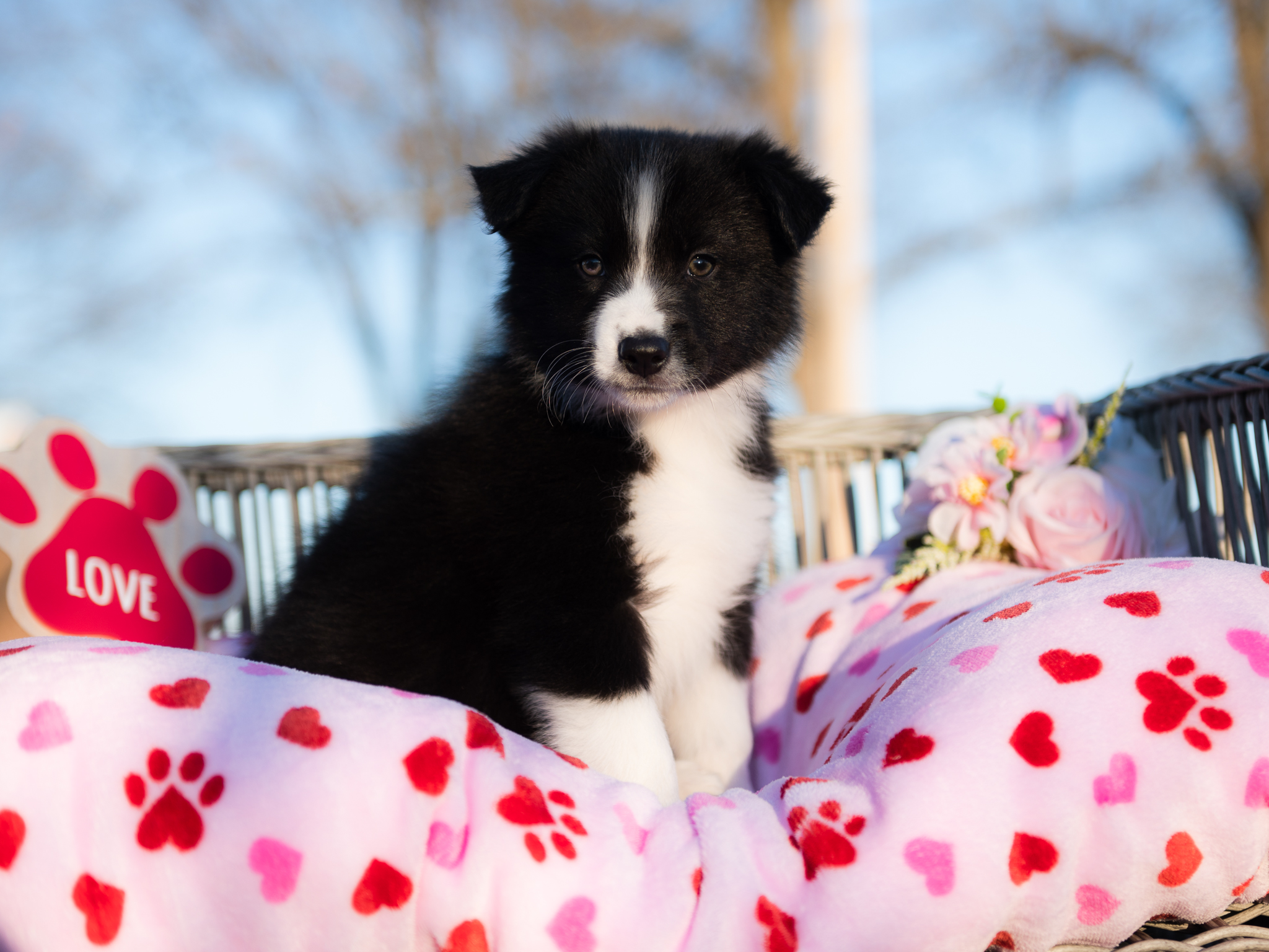 Border Collie puppy for sale in Oklahoma.