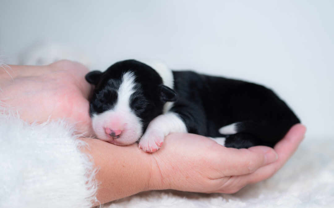 Benedict | Black & White Male Border Collie Puppy