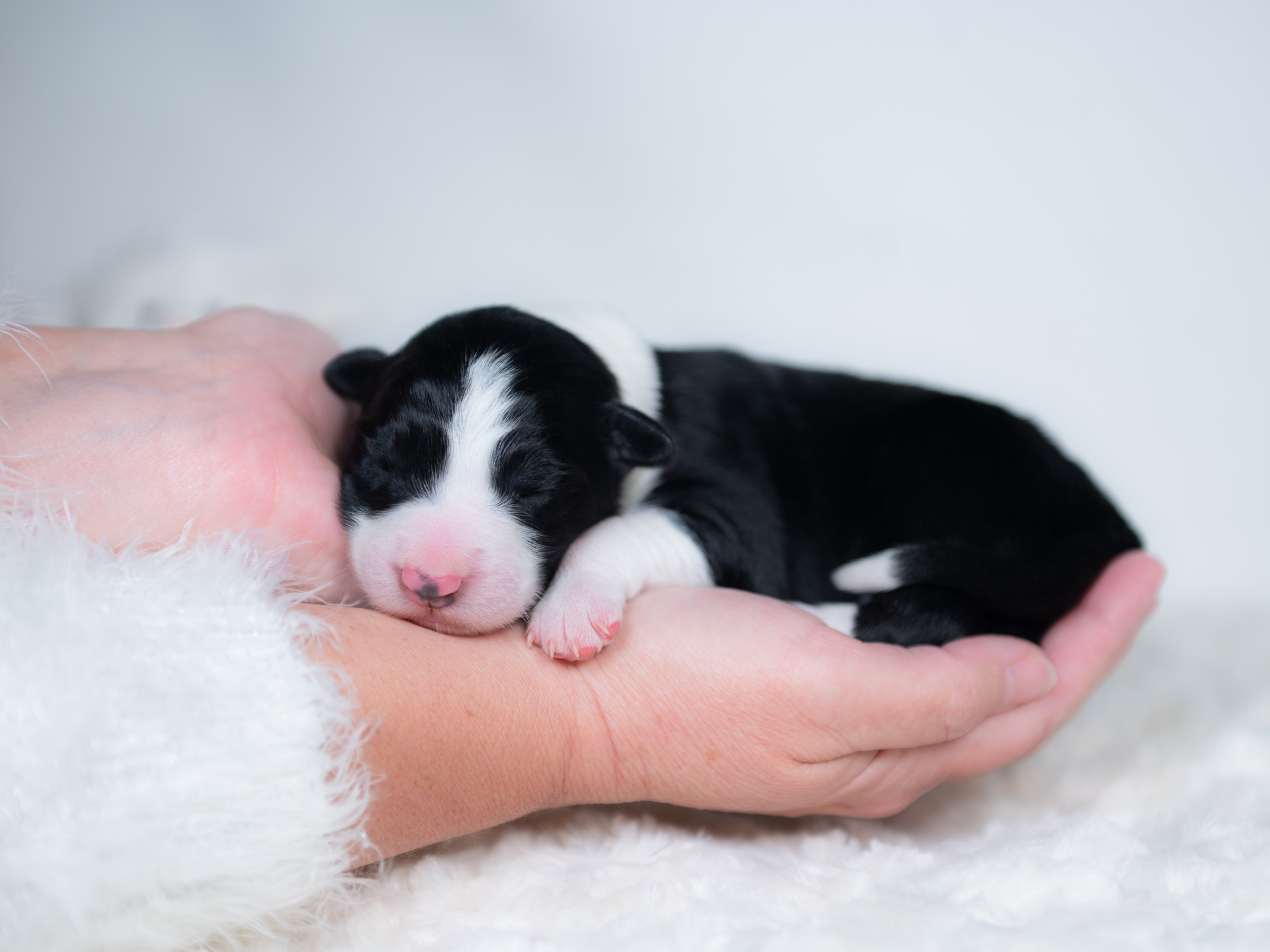 Black and white Border Collie puppy for sale near me.