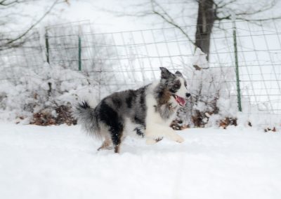 Savannah | AKC Registered Blue Merle Female From Grand Champion Lineage