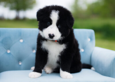 Strudel | Black & White Male Border Collie Puppy