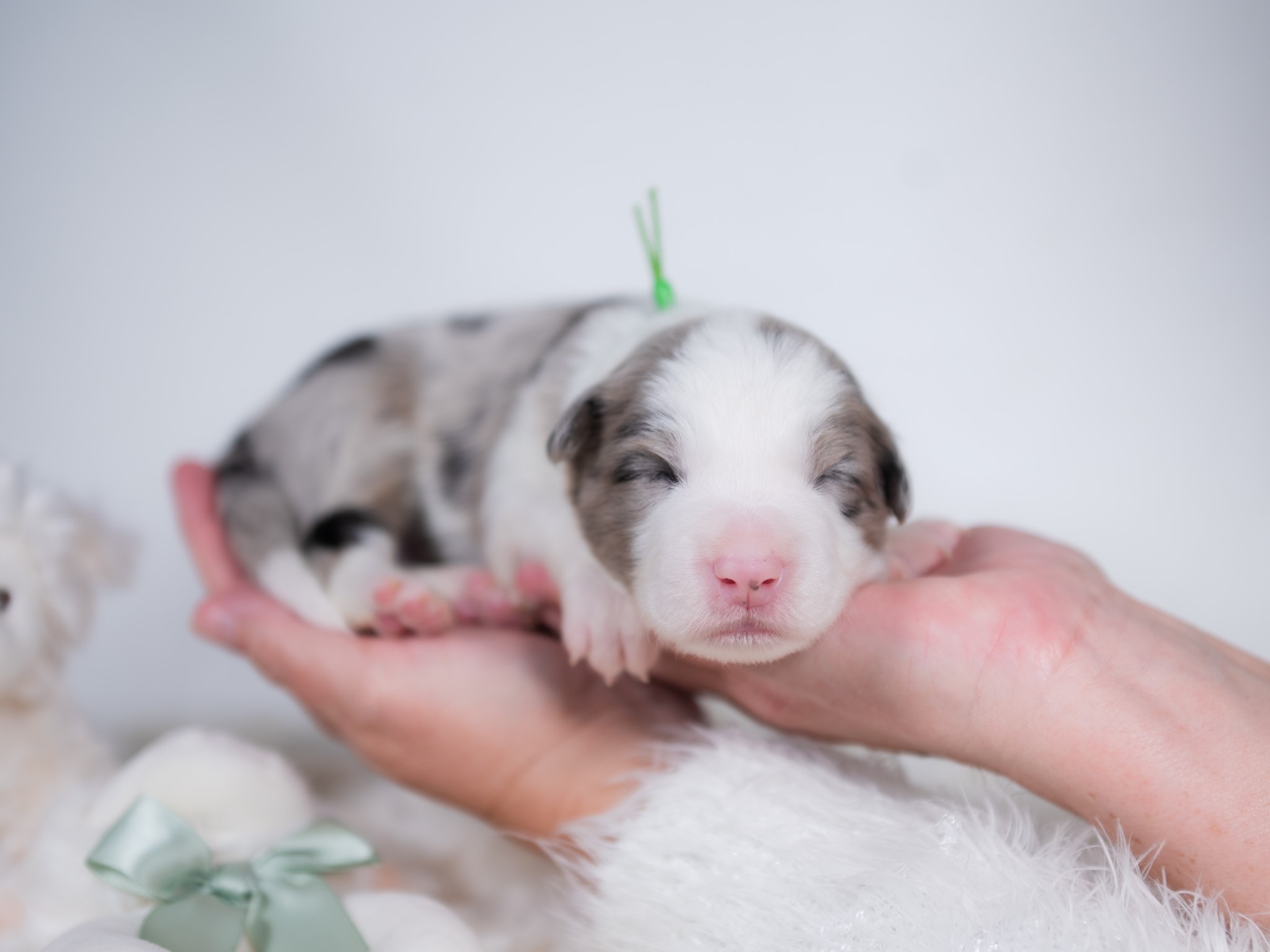 Blue merle Border Collie puppy for sale near me.