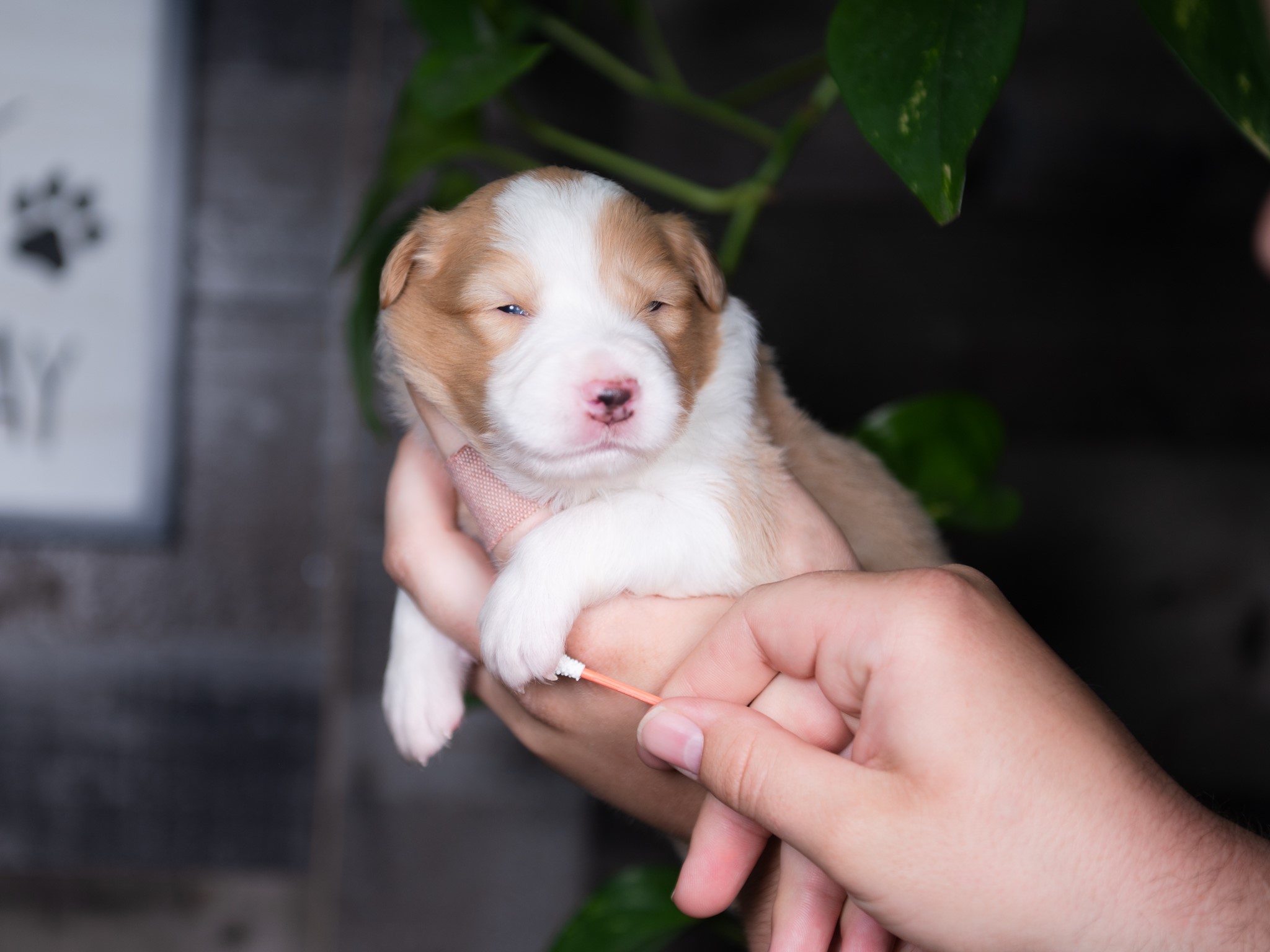 Gold Border Collie puppy for sale in Florida.