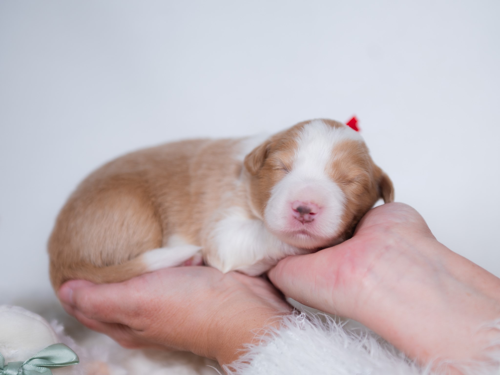 Gold and white male Border Collie puppy