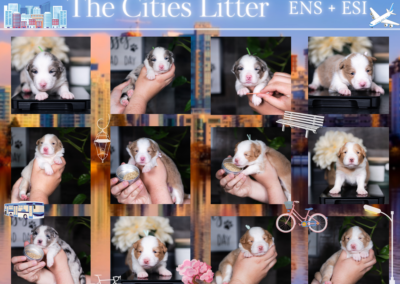 The Cities Litter Available 6/9/24