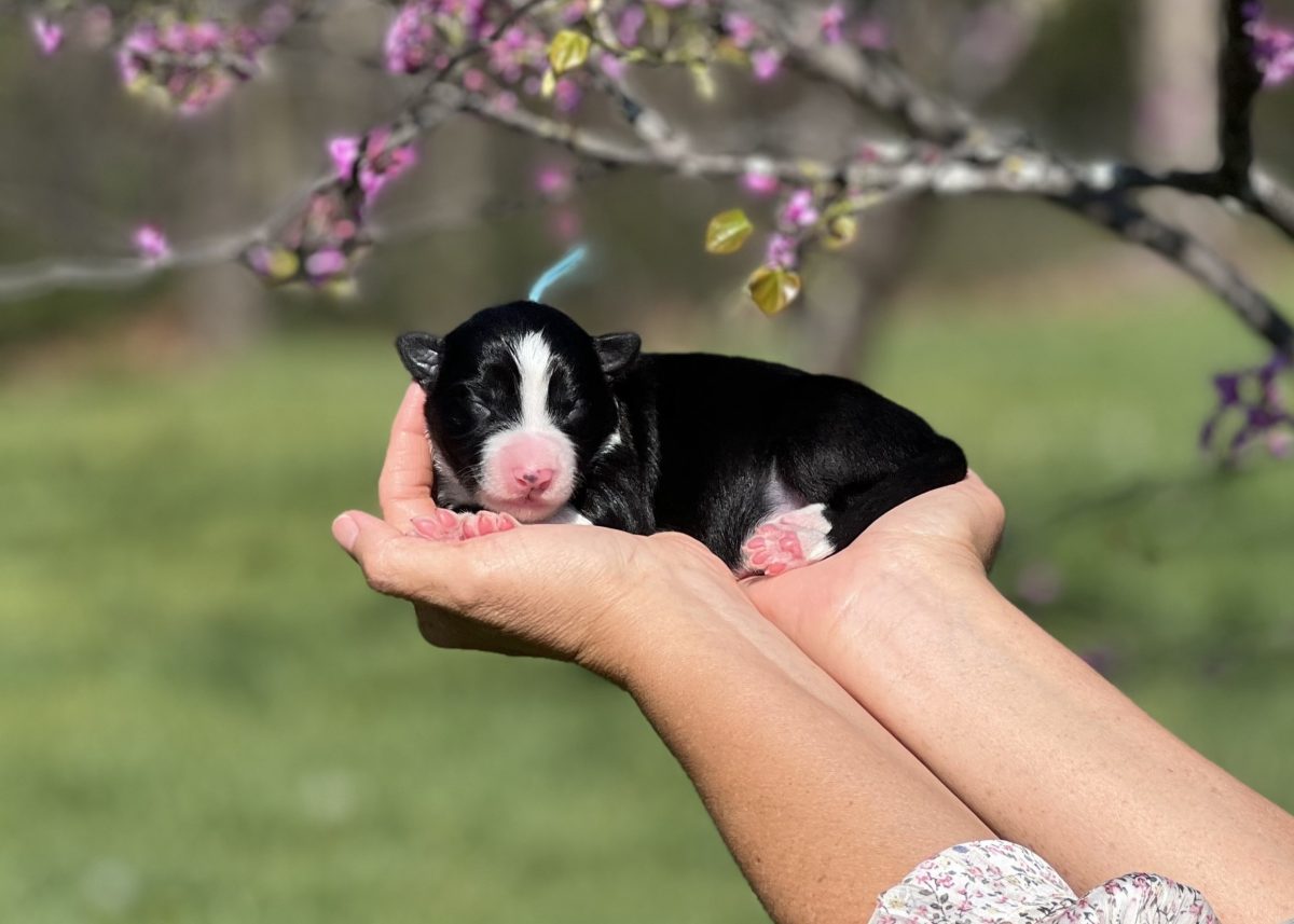 Koda, a black and white male Border Collie puppy. | Border Collie Puppies For sale | Bred with HEART Border Collie Breeder Border Collie puppy for sale in Arizona.