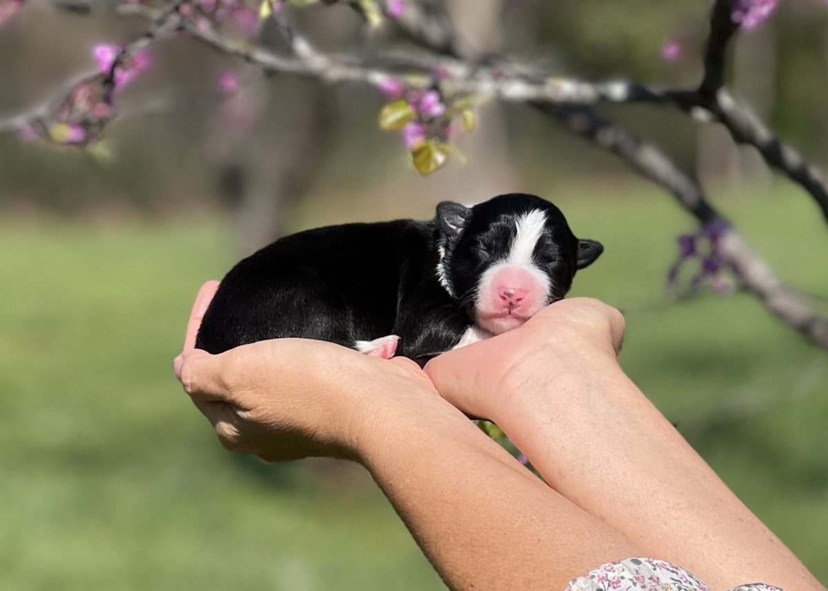Koda, a black and white male Border Collie puppy. | Border Collie Puppies For sale | Bred with HEART Border Collie Breeder Border Collie puppy for sale in Arizona.