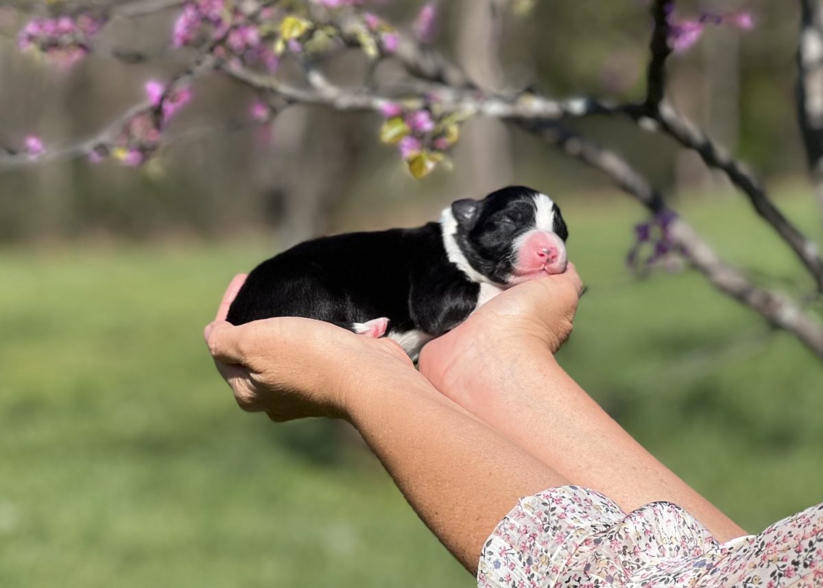 Koda, a black and white male Border Collie puppy. | Border Collie Puppies For sale | Bred with HEART Border Collie Breeder Border Collie puppy for sale in Arizona.