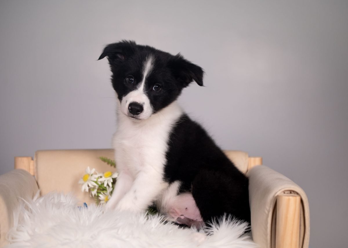 Border Collie Puppy for sale in Kansas.