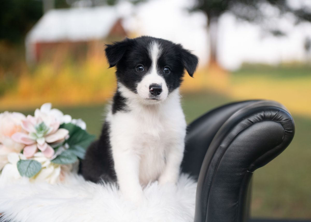 Border Collie puppy for sale in Arizona.