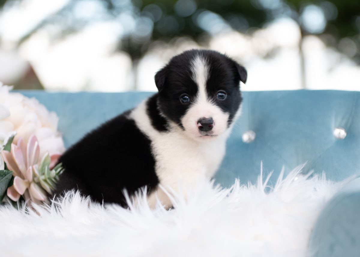 Border Collie puppy for sale in Florida.