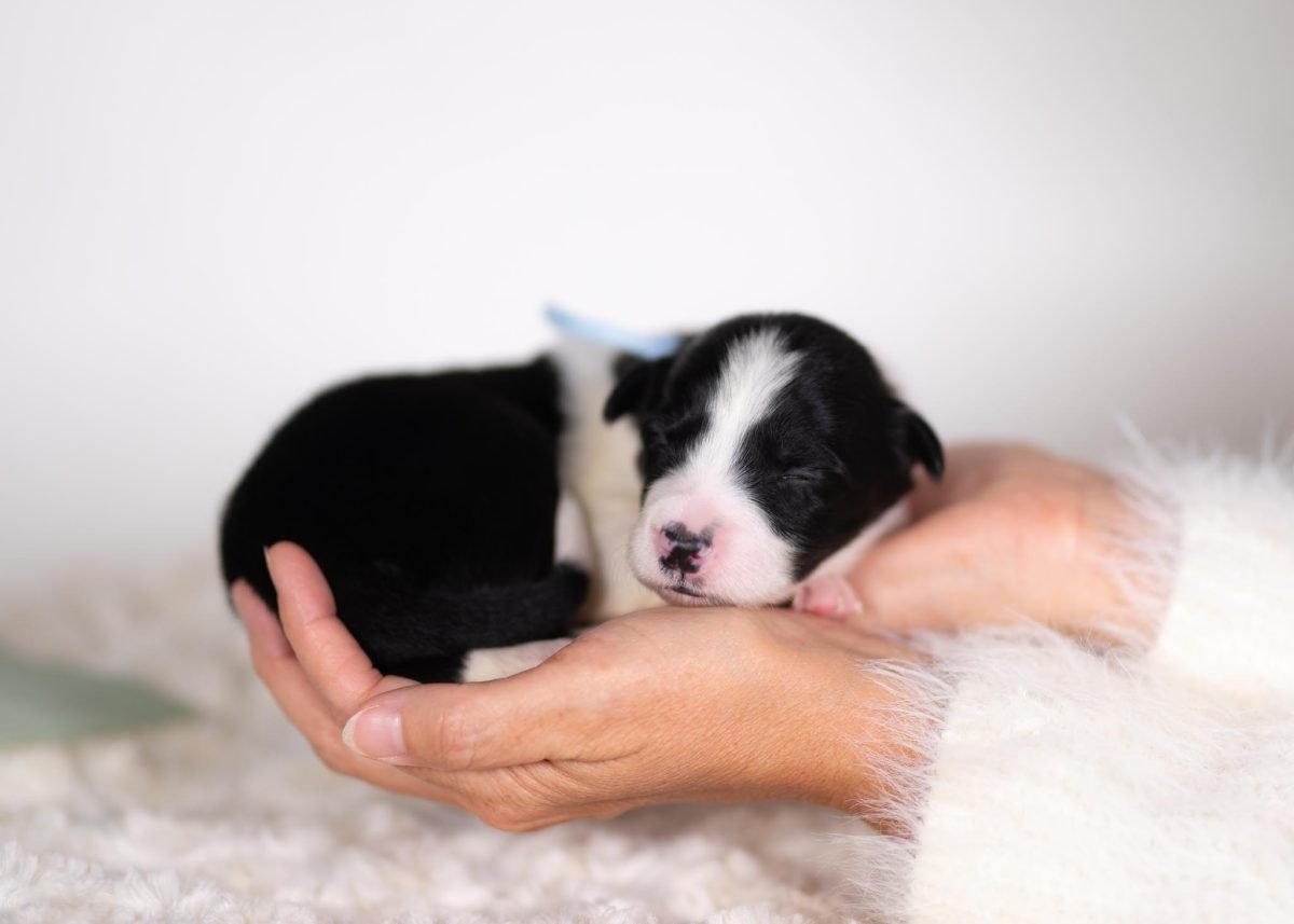 Black and White Male Border Collie Puppy for sale in California