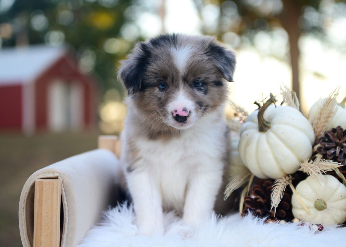 Wilder is a blue merle Border Collie puppy. | Border Collie Puppies For sale | Bred with HEART Border Collie Breeder Blue Merle Border Collie puppy for sale in Arkansas.