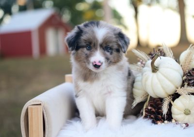 Wilder | Dark Blue Merle Male Border Collie Puppy