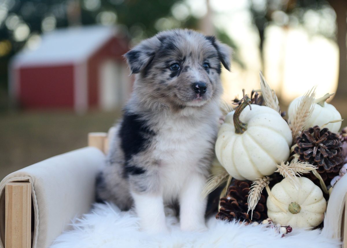 Blue merle Border Collie puppy for sale in Texas.