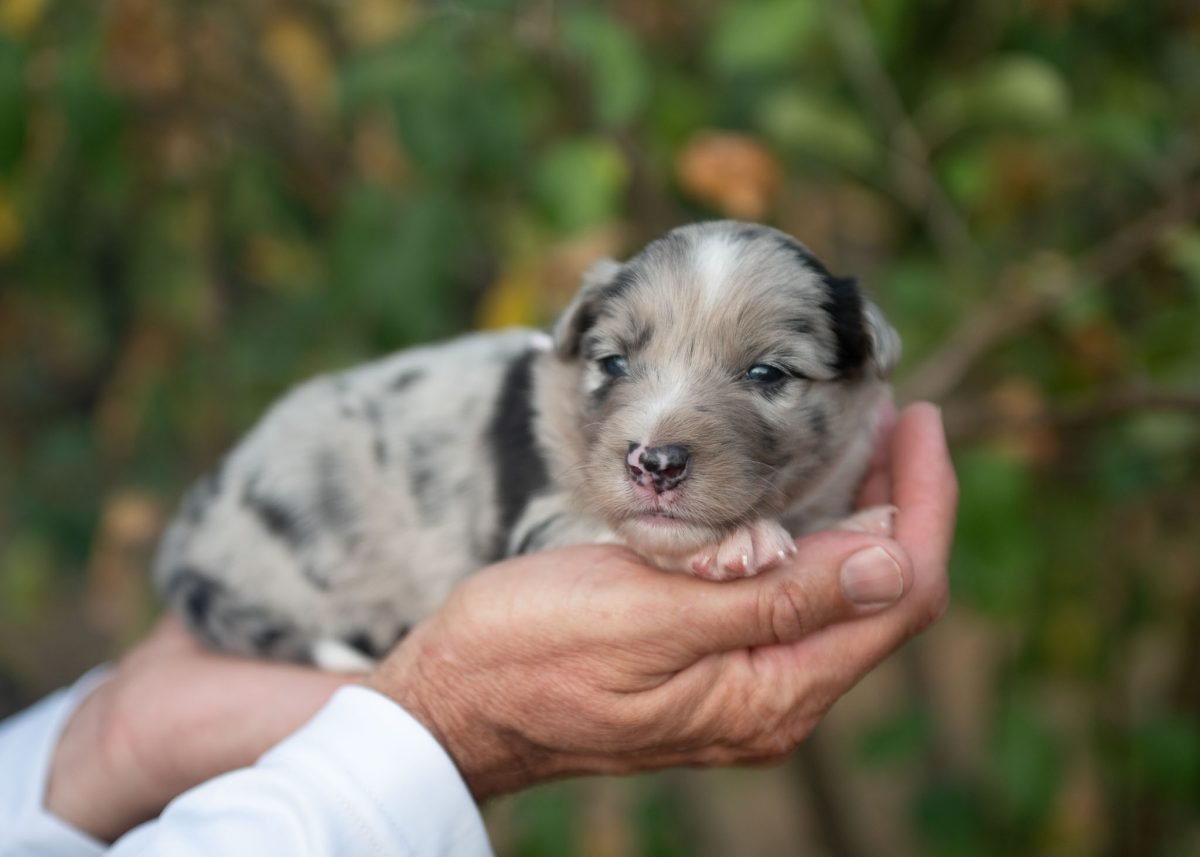 Blue Merle Border Collie puppy for sale in Georgia.